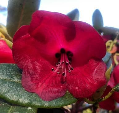 Rhododendron cerasinum 'Coal's of Fire' (KW5830)