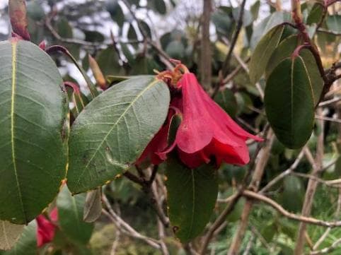Rhododendron cinnabarinum ssp. cinnabarinum var. roylei