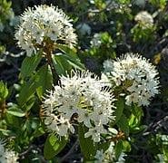 Rhododendron columbianum