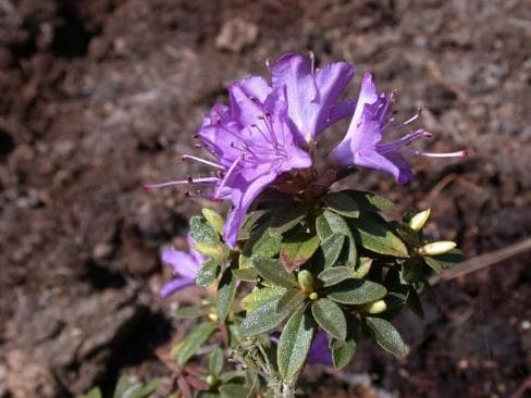 Rhododendron compactum 'Wakehurst Form'