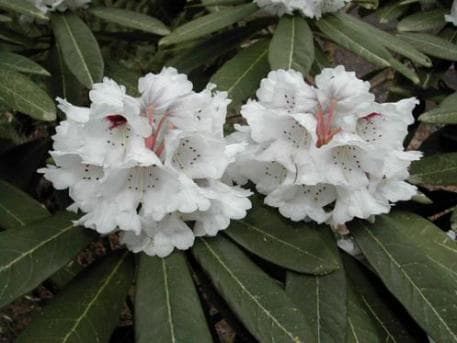 Rhododendron coriaceum (RAN 598)
