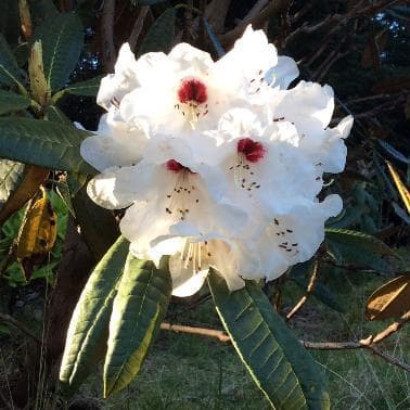 Rhododendron crinigerum