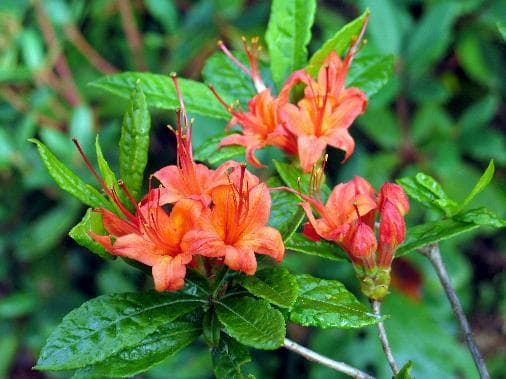 Rhododendron cumberlandense