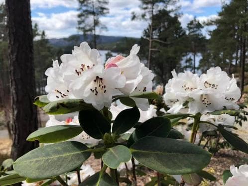 Rhododendron cyanocarpum