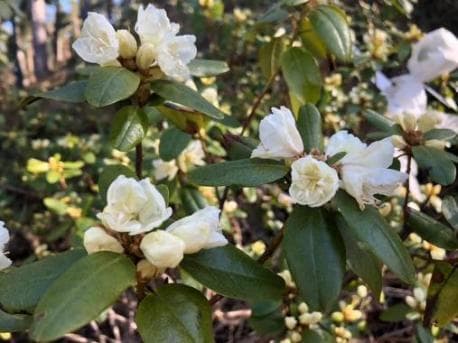 Rhododendron dauricum 'Hokkaido'