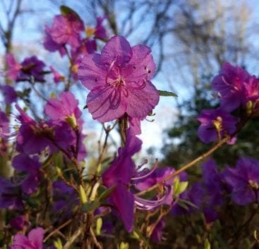 Rhododendron dauricum 'Midwinter'