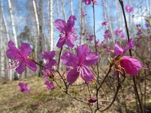 Rhododendron dauricum