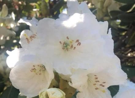 Rhododendron decorum ssp. cordatum