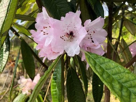 Rhododendron denudatum
