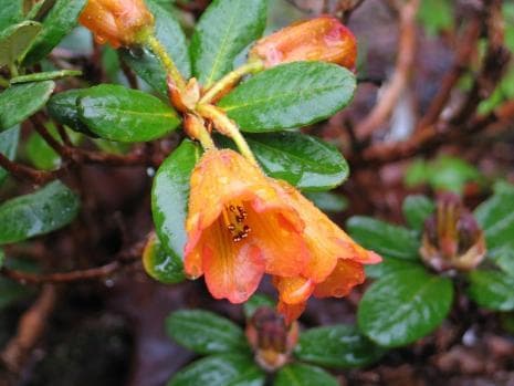 Rhododendron dichroanthum x dichroanthum