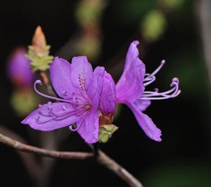 Rhododendron dilatatum