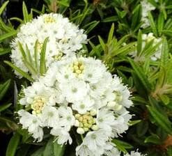 Rhododendron diversipilosum