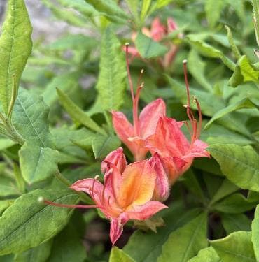 Rhododendron eastmanii hybrid