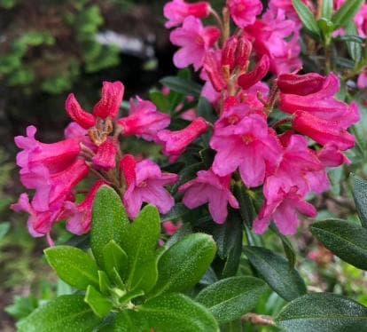 Rhododendron ferrugineum 'Glenarn Form'