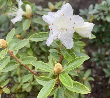 Rhododendron flavidum album