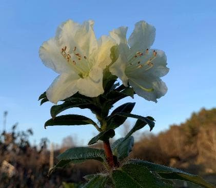Rhododendron fletcherianum