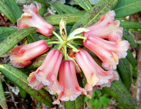 Rhododendron floccigerum