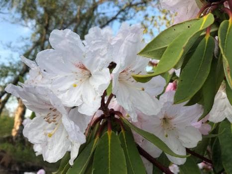 Rhododendron fortunei ssp. fortunei