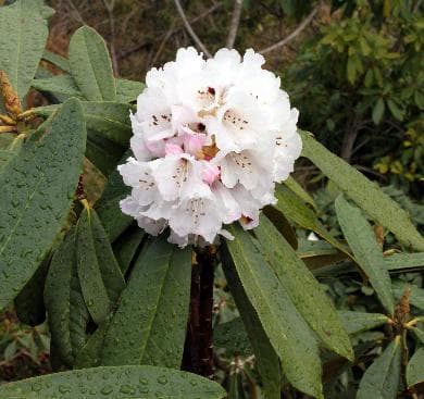 Rhododendron fulvum ssp. fulvoides