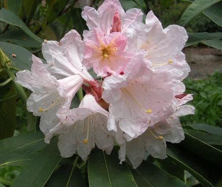 Rhododendron glanduliferum