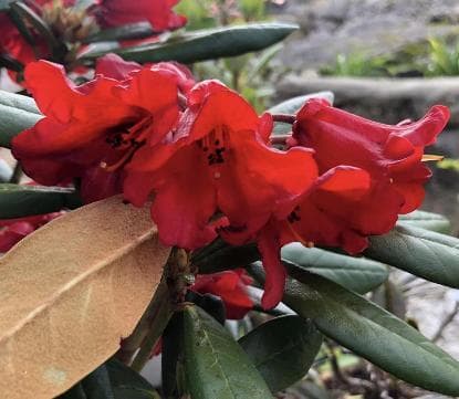 Rhododendron haematodes