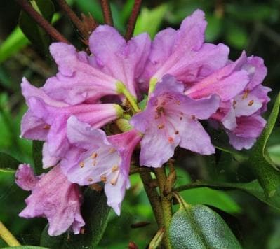Rhododendron heliolepis var. fumidum