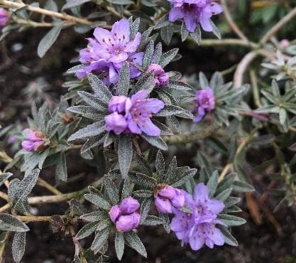 Rhododendron hippophaeoides (RAN669)