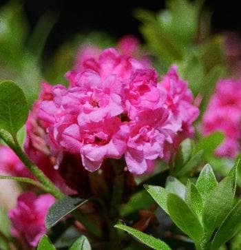 Rhododendron hirsutum 'Flora Plenum'