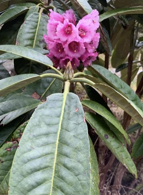 Rhododendron hodgsonii