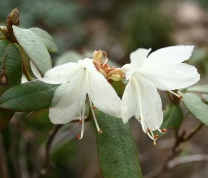 Rhododendron keiskei var. hypoglaucum