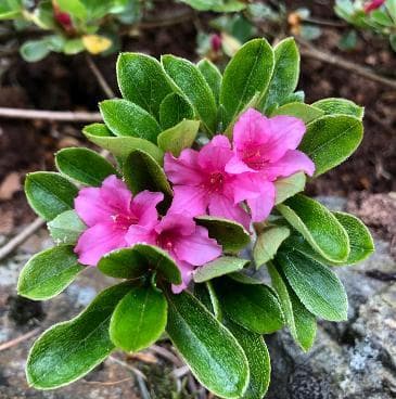 Rhododendron kiusianum var. katozakura