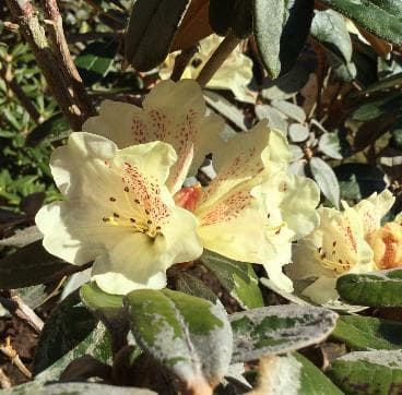 Rhododendron lanatum
