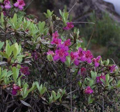 Rhododendron lepidotum var. lepidotum