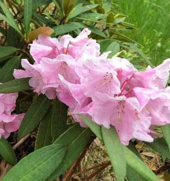 Rhododendron longipes