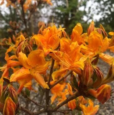 Rhododendron luteum 'Orange Form'