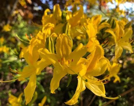 Rhododendron luteum