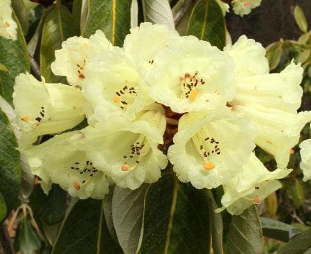 Rhododendron macabeanum