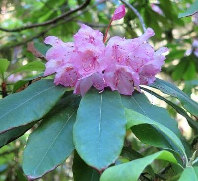 Rhododendron macrophyllum
