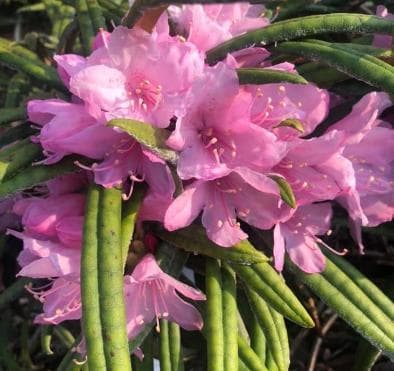 Rhododendron makinoi