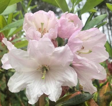 Rhododendron maoerense