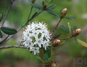 Rhododendron micranthum