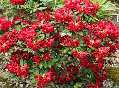 Rhododendron microgynum (F14242)