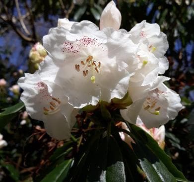 Rhododendron morii