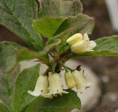 Rhododendron nipponicum
