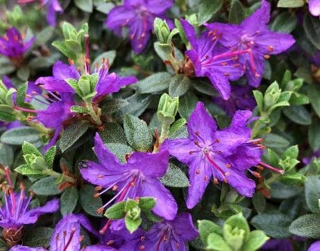 Rhododendron nitidulum var. omeiense