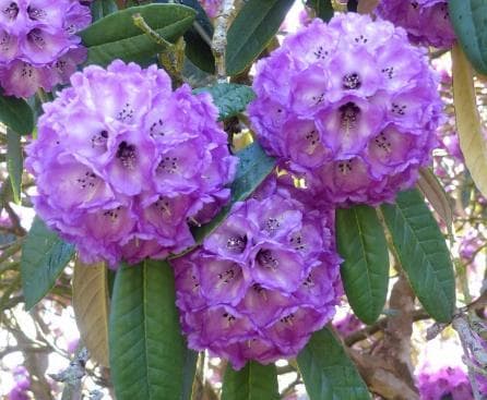 Rhododendron niveum