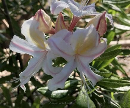 Rhododendron occidentale
