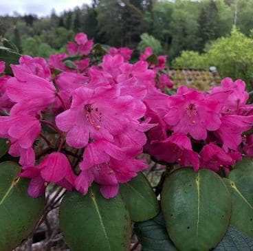 Rhododendron orbiculare