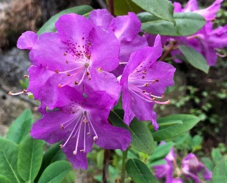 Rhododendron oreothrepes 'Pentland'