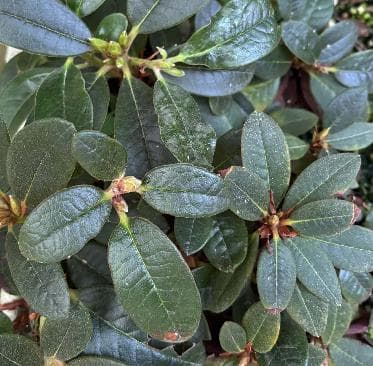 Rhododendron pachysantum 'Cox form' x Rhododendron forrestii ssp. repens